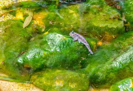 a mudskipper fish in riparian wet ambianceの写真素材