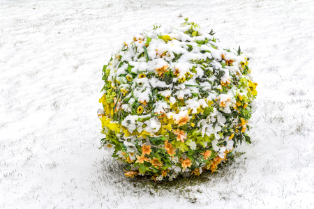 snowbound colorful flower decoration in snowy ambianceの写真素材