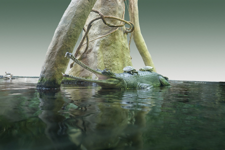 a crocodile named Gharial with open mouth in wet ambianceの写真素材
