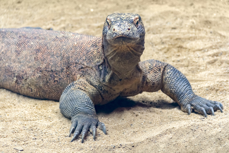 Komodo dragon in sandy light brown ambianceの写真素材