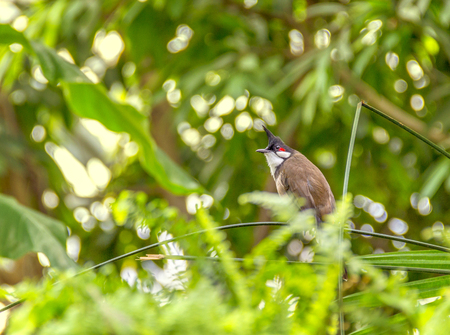 Indian paradise flycatcher in sunny vegetationの写真素材