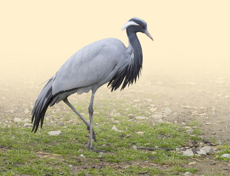 Demoiselle crane on grassy ground in gradient light warm backの写真素材