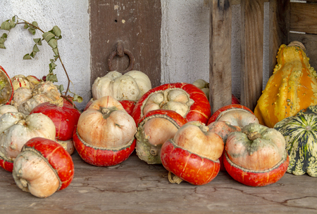 Various colorful pumpkins in rustic ambianceの写真素材