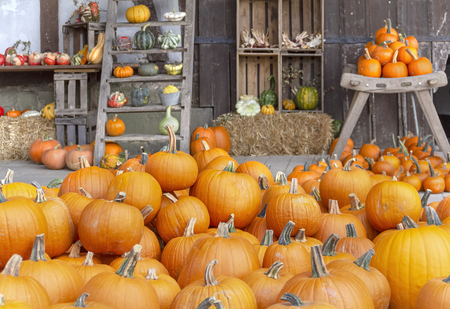 Autumnal arrangement of various pumpkins in rustic ambianceの写真素材