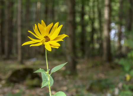 Jerusalem artichoke in forest ambianceの写真素材