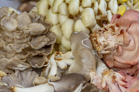 Full frame picture showing lots of edible mushroomsの写真素材