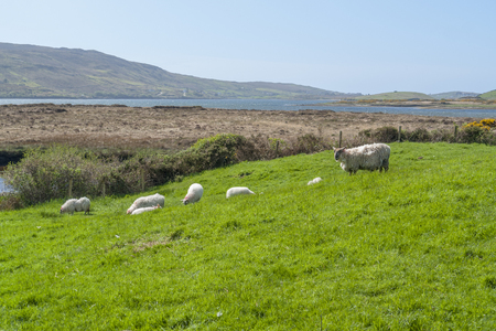 Some sheep on a meadow in Connemara, a district in western Irelandの写真素材