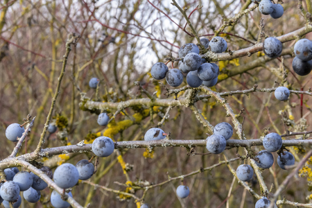 Blackthorn twigs with ripe blue berries at autumn timeの写真素材