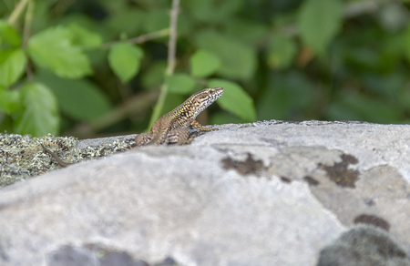 Small lizard resting on a stone seen in southern Franceの写真素材
