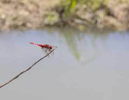 red dragonfly in natural ambiance seen in Southern Franceの写真素材