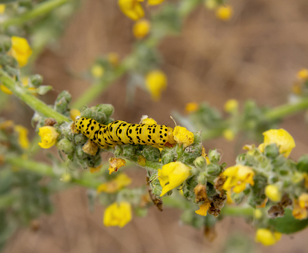 caterpillar of a Mullein moth butterfly seen in Southern Franceの写真素材