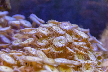 Sea anemones in natural underwater ambianceの写真素材