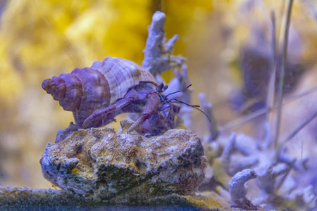 low angle shot of a Hermit crab in colorful underwater ambianceの写真素材