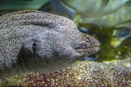 portrait of a moray eel in natural ambianceの写真素材