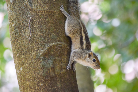 A squirrel climbing on a tree trunk seen in Sri Lankaの写真素材