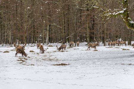some deer around the Hirschau peninsula at the Koenigssee lake in Bavaria at winter timeの写真素材