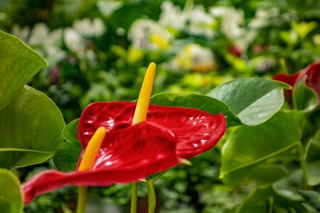 flamingo flower closeup in green vegetation