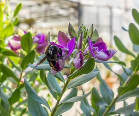 Carpenter bee on a violet flower
