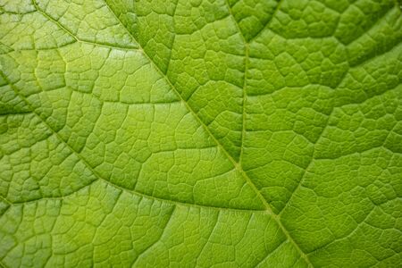 full frame abstract green plant leaf closeupの写真素材