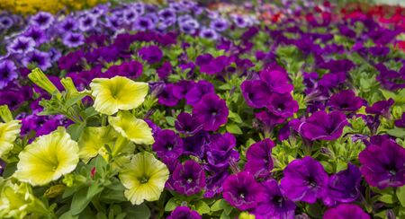 yellow and purple flowers closeupの写真素材