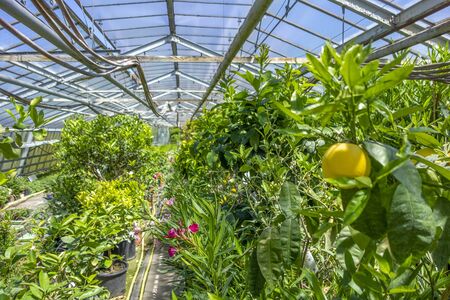 greenhouse scenery including various flowers and plantsの写真素材
