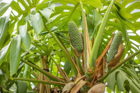 Monstera deliciosa plant closeup including fruit bodies