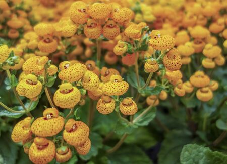 full frame yellow slipper flowers closeup