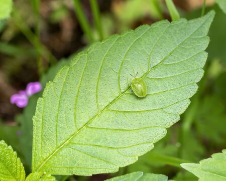 green tortoise beetle on a leaf in natural ambiance