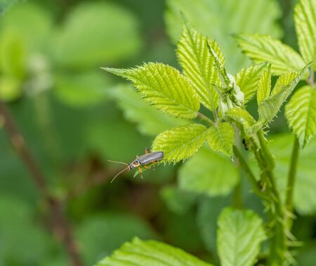 a soldier beetle in green leavy ambiance
