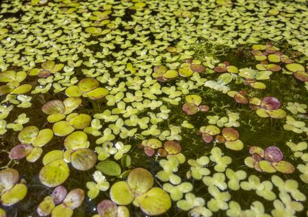low angle shot of a water surface with lots of swimming aquatic plants in sunny ambianceの写真素材