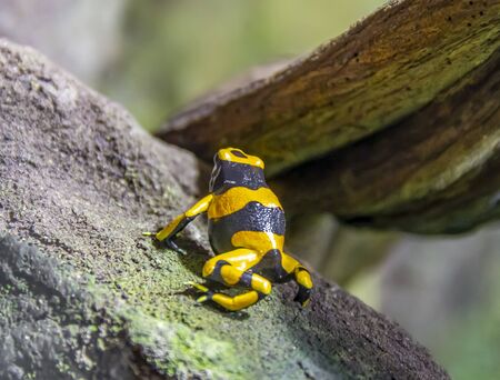 a Yellow-banded poison dart frog in natural ambiance