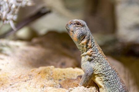 detail shot of a Oman Spiny-tailed Agama in stony ambianceの写真素材