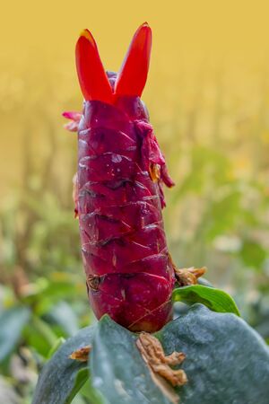 exotic red blossom in orange gradient backの写真素材