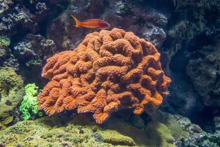 red coral and fish at a coral reef