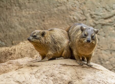 rock hyrax on rock formation in stony ambiance