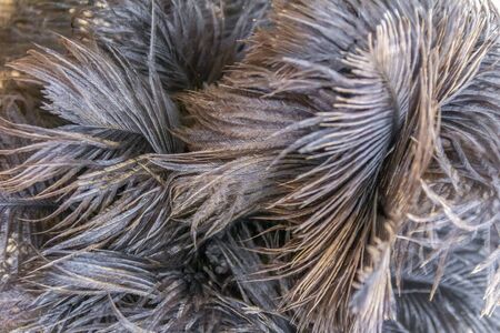 full frame fluffy ostrich feather background