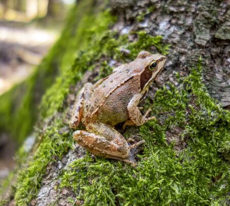 European grass frog on a mossy tree trunkの写真素材