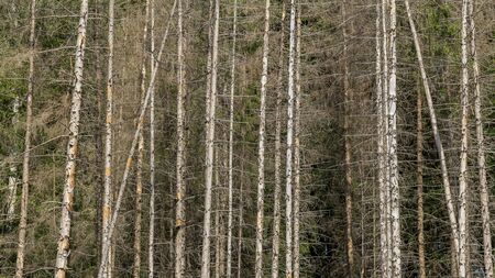 full frame dear coniferous trees background