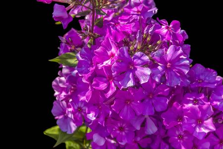 sunny illuminated purple flowers closeup in black back