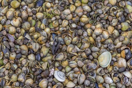 full frame closeup including lots of various seashells
