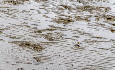 coastal closeup showing some mudflat and siltの写真素材