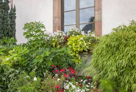 window with lots of flowers and plants around seen in Franceの写真素材