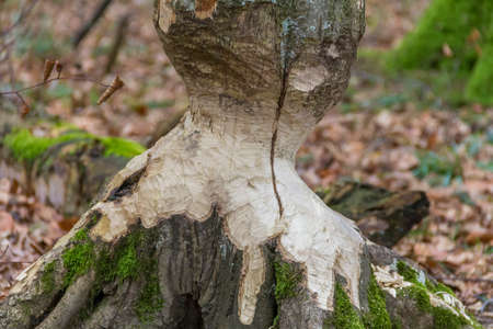 gnawed off tree trunk mady by a beaver seen in Southern Germany