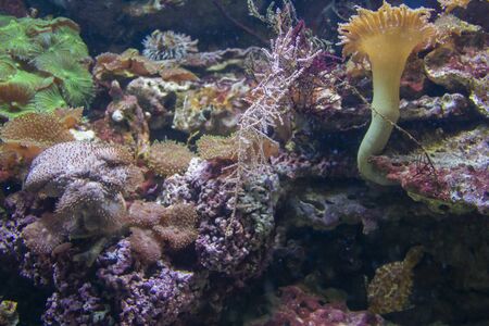 colorful coral reef scenery with lots of different corals, sea anemones and fishes