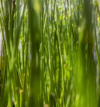 full frame background showing lots of green stipes and stalks