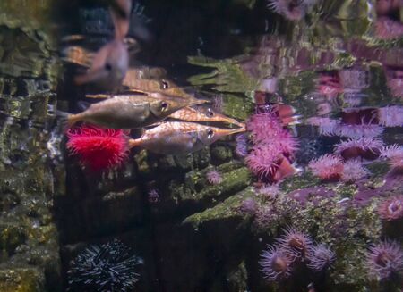 colorful coral reef scenery with sea anemones and fishes