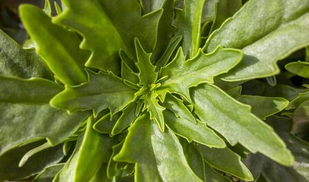 full frame sunny illuminated green leaves pattern backgroundの写真素材