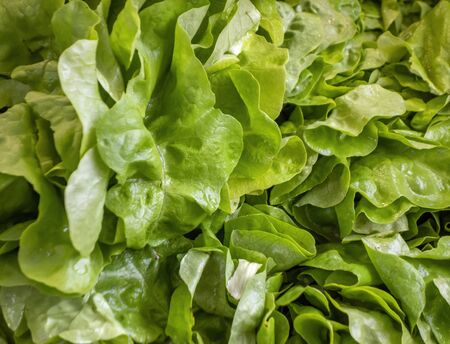 full frame green lettuce closeup shotの写真素材