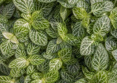 full frame bicolor veined leaves backgroundの写真素材