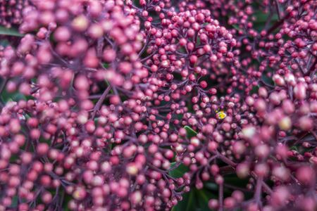 full frame closeup shot showing lots of bright pink colored flower budsの写真素材